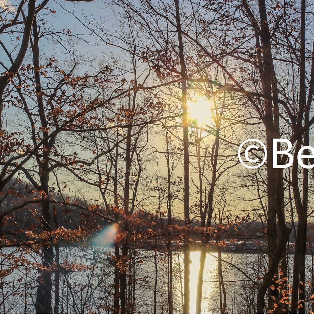 Sunlit Forest Digital Lake Print